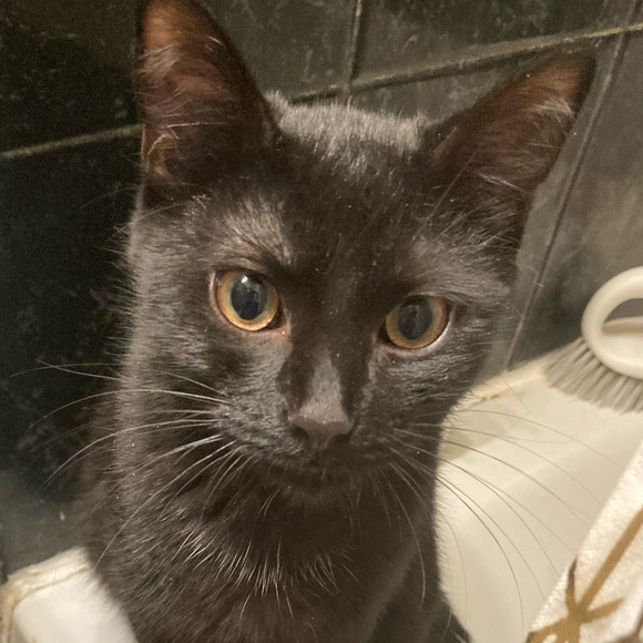 Meet your Posher, Carl - Picture 1 of 1